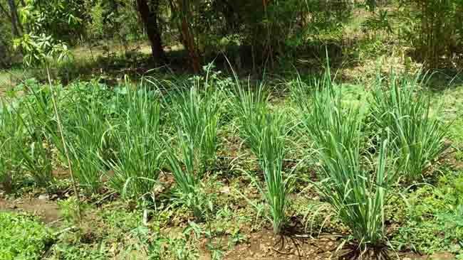 Khanvel Resort Turns "Atmanirbhar", Uses Resort Property to Grow Veggies