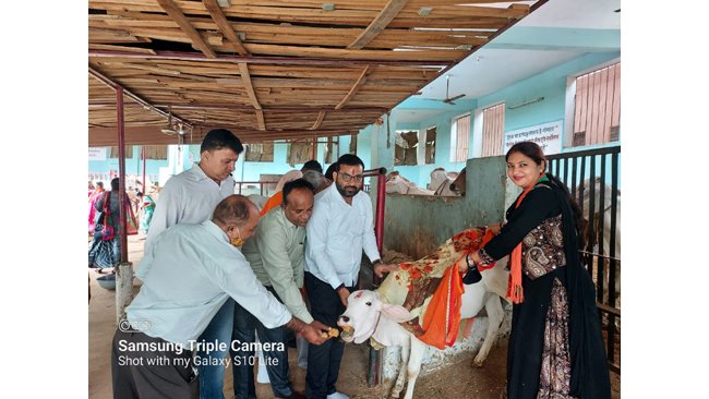 वार्ड 75 की पार्षद भारती लख्यानी ने मोदी के जन्म दिवस पर की गौ माता की पूजा