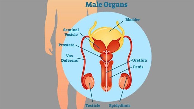 ENLARGED PROSTATE CAN BE THE CAUSE OF URINATION PROBLEMS