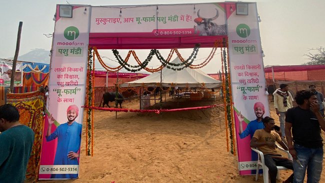 पुष्कर मेले में आयोजित मू-फार्म पशु मंडी में अच्छी नस्लों की गाय-भैंस की खरीदारी बनी आकर्षण का केंद्र