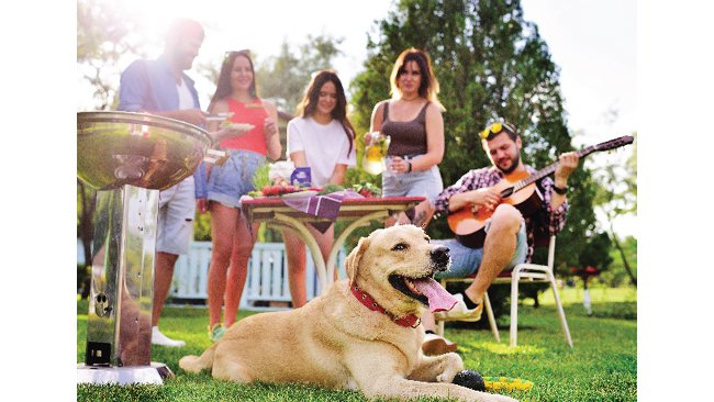Enjoy a ‘Petnic’ Carnival for Your Fur Buddies and Family at Novotel Hyderabad Airport
