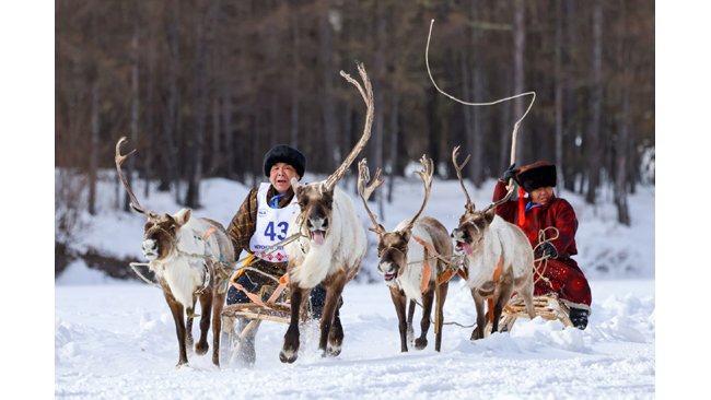 Representatives of 14 Arctic and Far East Regions Attend International Traditional Reindeer Herding Championship in Yakutia