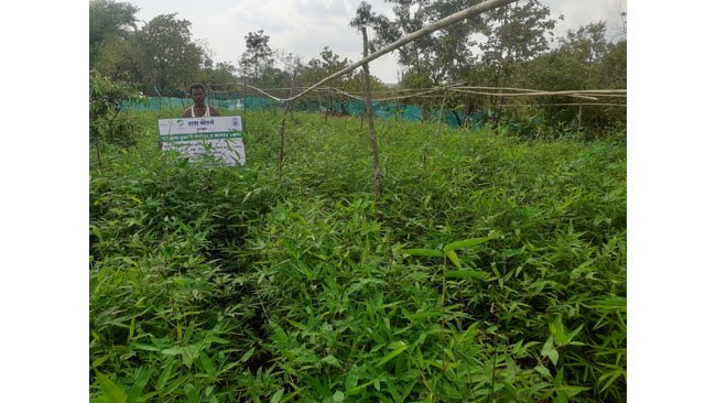 Tata Motors Plants Over One Million Trees, Improves Green Cover of Maharashtra’s Tribal Interiors