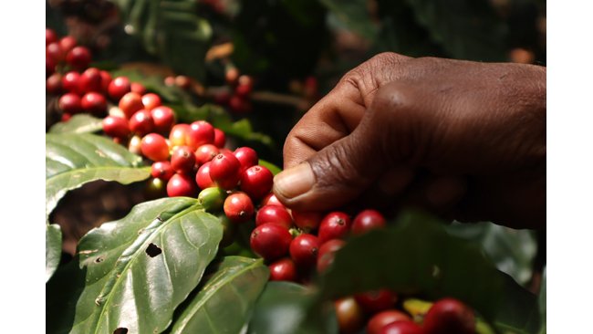 TulabatiBadanayak: Empowering Change through Coffee and Tourism